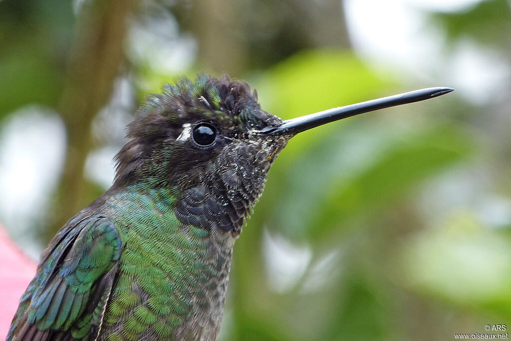 Colibri de Rivoli mâle, portrait