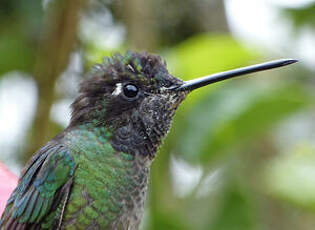 Colibri de Rivoli