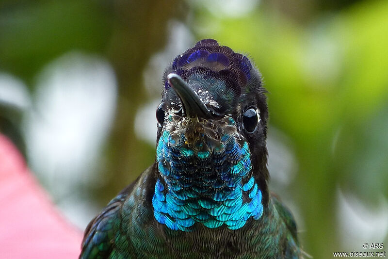 Rivoli's Hummingbird male, close-up portrait