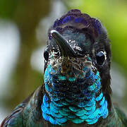 Rivoli's Hummingbird