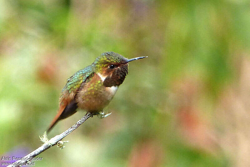 Colibri scintillant mâle adulte, identification