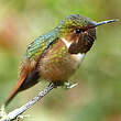 Colibri scintillant