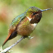 Scintillant Hummingbird