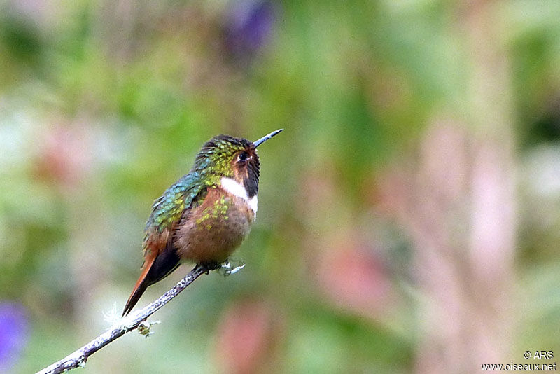 Scintillant Hummingbird male, identification