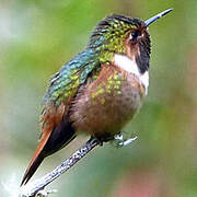 Colibri scintillant