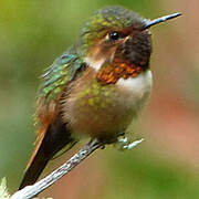 Colibri scintillant