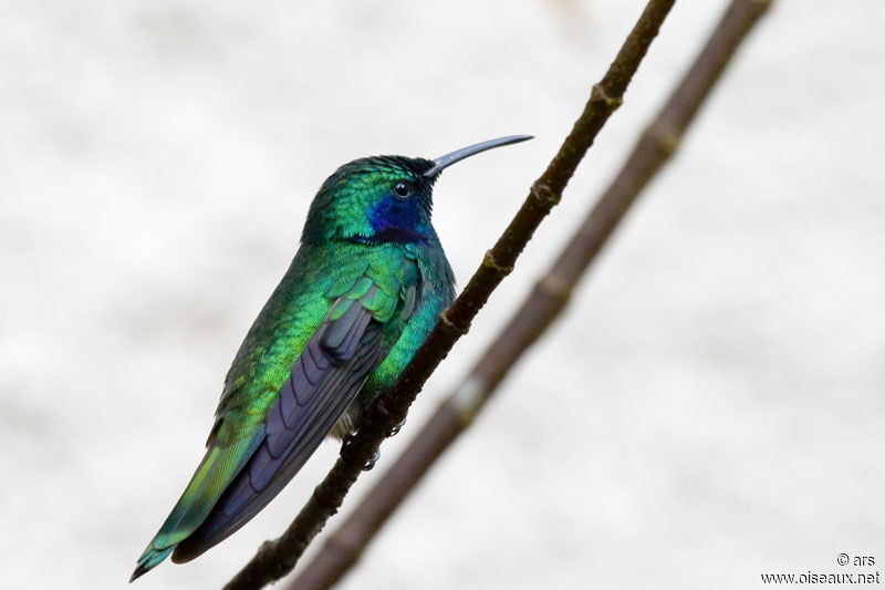 Mexican Violetear, identification