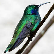 Mexican Violetear