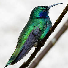 Colibri thalassin