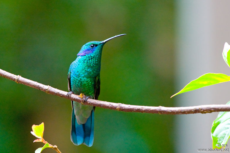 Mexican Violetear, identification