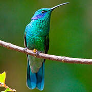 Mexican Violetear