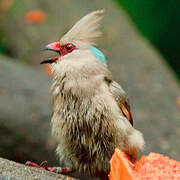 Blue-naped Mousebird