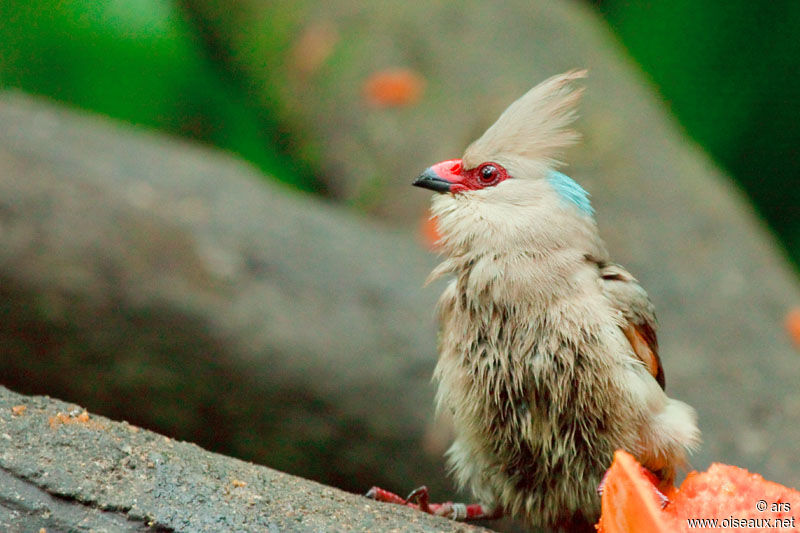 Blue-naped Mousebird, identification