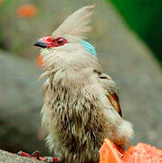 Blue-naped Mousebird