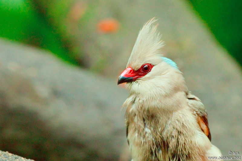 Blue-naped Mousebird, identification