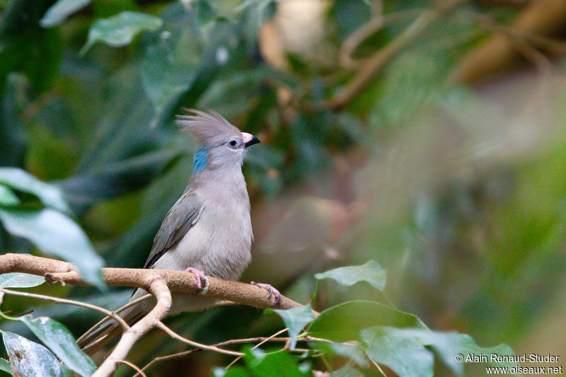 Blue-naped Mousebird, identification