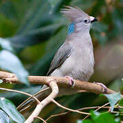 Blue-naped Mousebird