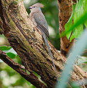 Blue-naped Mousebird