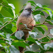 Speckled Mousebird