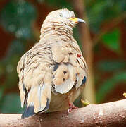 Croaking Ground Dove