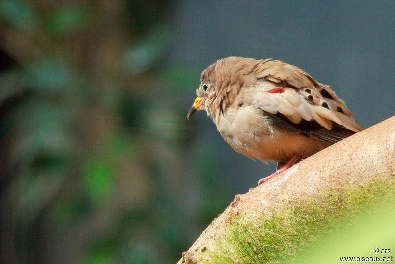 Croaking Ground Dove, identification