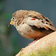 Croaking Ground Dove