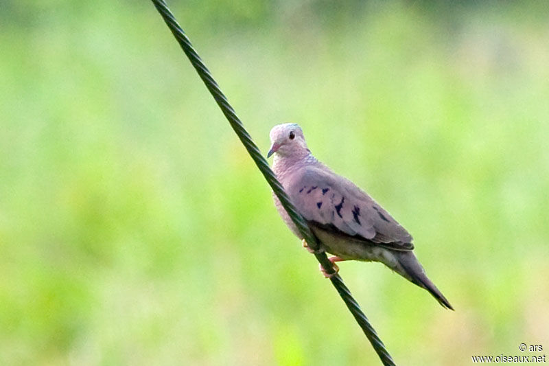 Common Ground Dove, identification