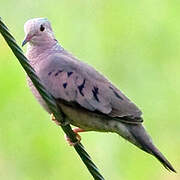 Common Ground Dove