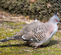 Crested Pigeon