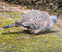 Crested Pigeon