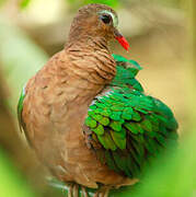 Common Emerald Dove