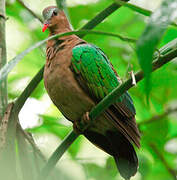 Common Emerald Dove