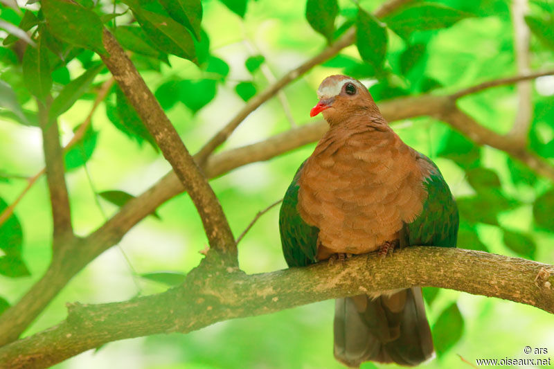 Common Emerald Dove, identification