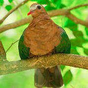 Common Emerald Dove