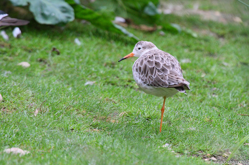 Ruff, identification