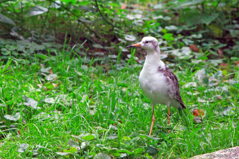 Ruff, identification