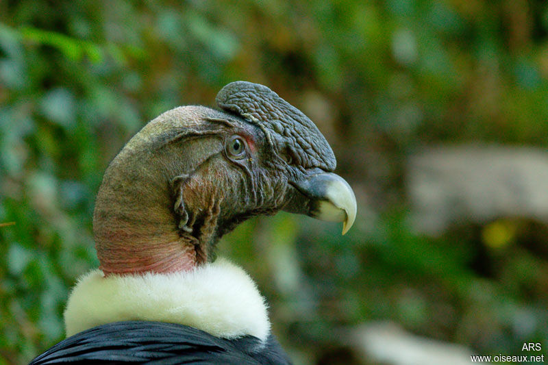 Andean Condor, identification