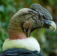 Andean Condor