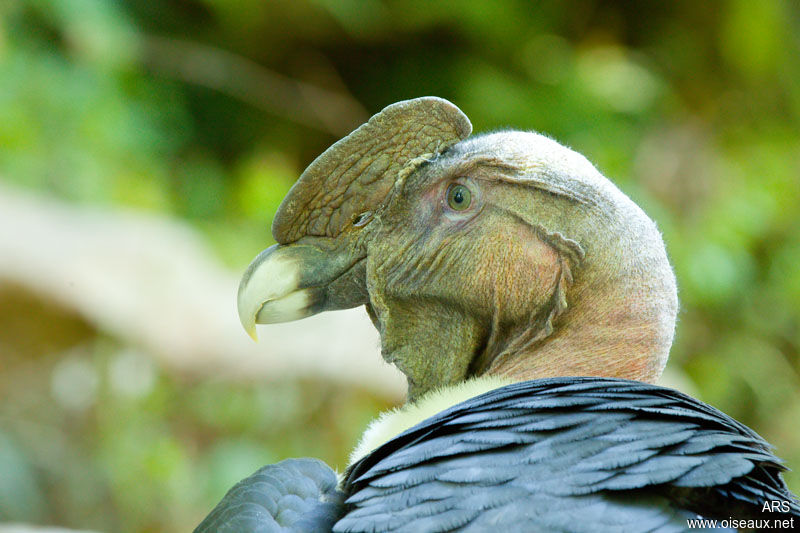 Andean Condor, identification