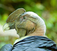 Condor des Andes