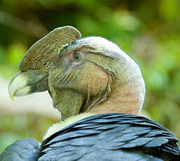 Condor des Andes