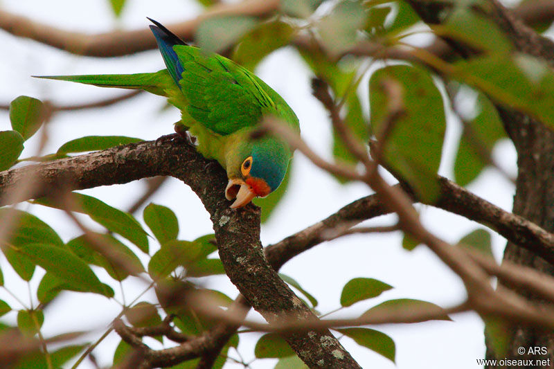 Conure à front rouge, identification