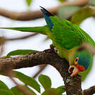 Conure à front rouge