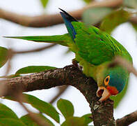 Orange-fronted Parakeet