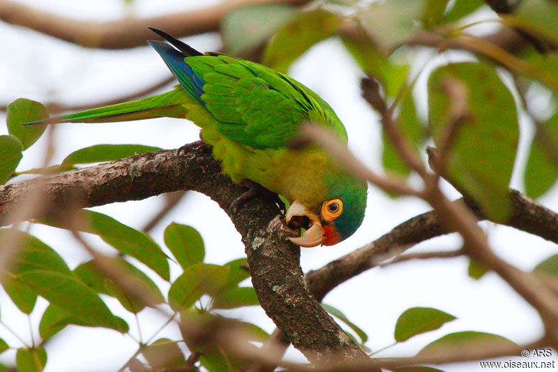 Orange-fronted Parakeet, identification