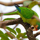 Conure à front rouge