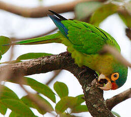 Conure à front rouge