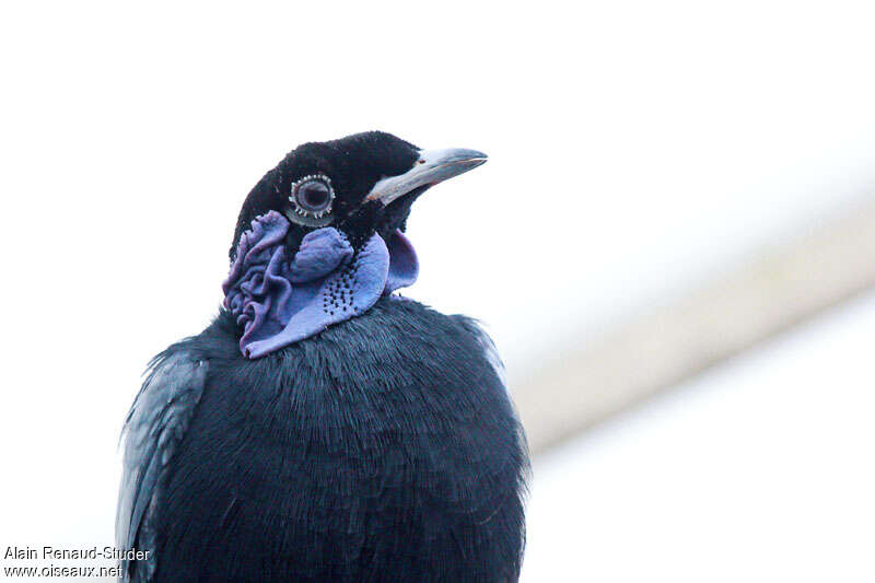 Bare-necked Fruitcrow male adult, close-up portrait