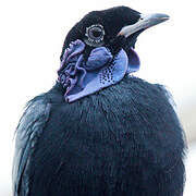 Bare-necked Fruitcrow