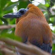 Capuchinbird